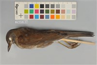 藏品(白腹鶇)的圖片